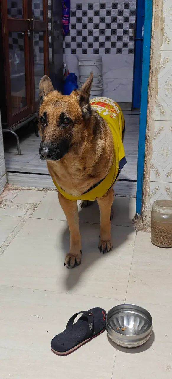 Jerman shepherd